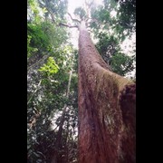 bubinga_tropical_forest_tree