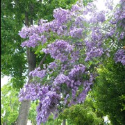 jacarando bois de violette